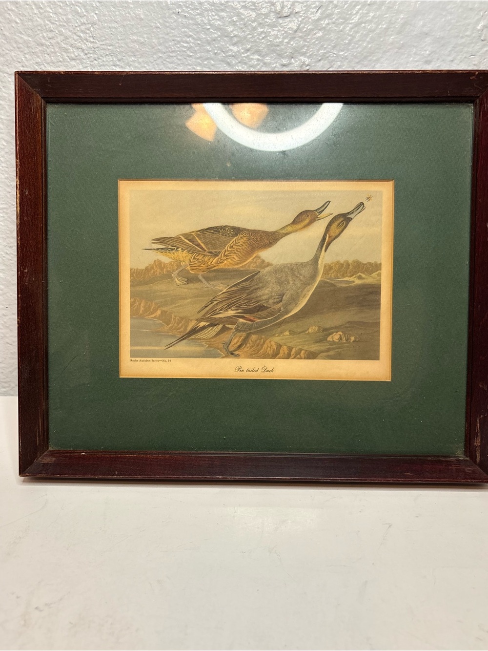 Framed Vintage Bird Print with Green Mat